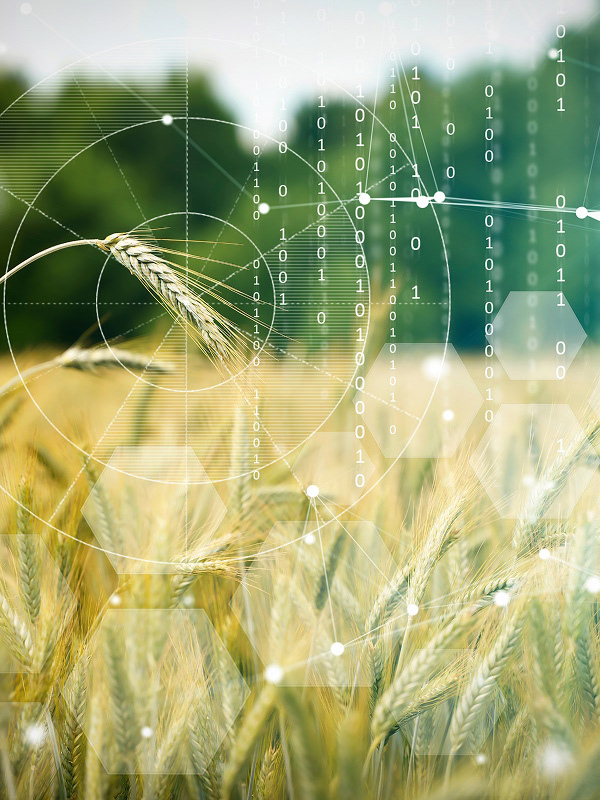 Innovación en el sector Agroalimentario